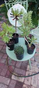 Pot plants x 5. Established varieties of succulents 