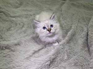 beautiful ragdoll x Persian chinchilla kitten