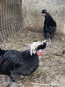 Polish roosters x 5 available