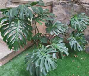 large Monteria pot plant SOLD