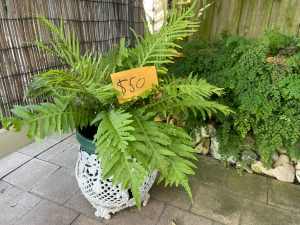 LARGE PLANTS FOR SALE PRICES AS PER PHOTOS