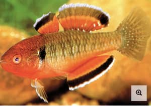 Free Empire Gudgeons fish (sub-adult-juvie native Australian fish)