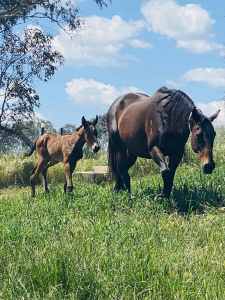 Free to good home mare horse
