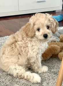 Male Cavoodle F1B - ready for his forever home NOW