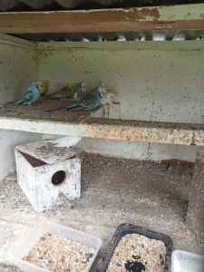 Budgies for sale only two female yellow left