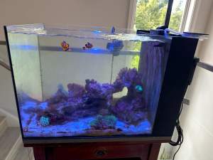 Salt Water Tank with live Stock