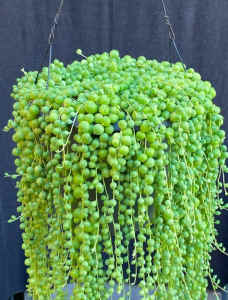 String of Pearls succulent in hanging pot
