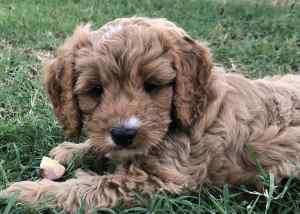 Cavoodle puppies- pending pickup