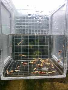 Pinto shrimp colony