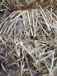 Fresh green oaten hay