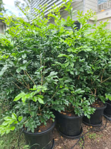 Murraya paniculata / 90cm-1m tall / 30cm pot / Dense Growth, Fast Resu