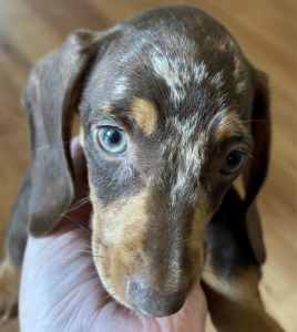 Miniature dachshund female pup ready for new home 