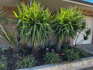 Mature Yukka plants x 2