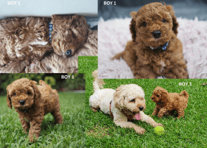Cavoodle Puppies - 2 Boys available 29 June (next week)