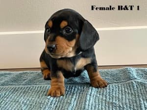 Miniature Dachshund puppies *All SOLD*