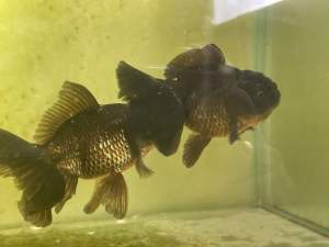 Large Fancy Goldfish Pearl scale / Black Oranda /Ranchu / Demekin 