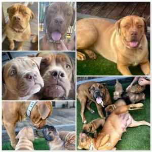 Adopt - Seeking a Loving Home for Dog Zara