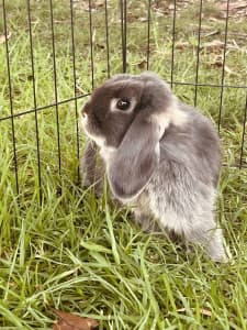 Mini Lop Bunny