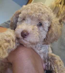 Male toy poodle READY NOW!