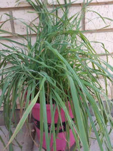 Cat grass in a pot for sale.