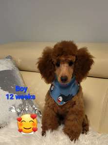 Purebred RED puppy TOY/ MINI Poodle