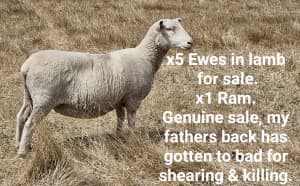 x5 Ewes crossbreed in lamb, possibly twins. Corindhap (Ballarat)