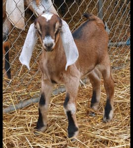 baby goats for sale perth