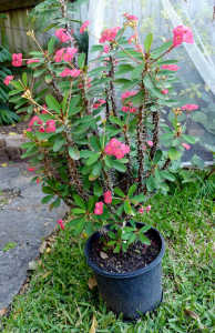 Crown Of Thorns Plant- Euphobia milli - PINK 