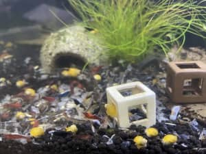 Tank Accessories, Mystery Snails, Plants - Aquarium