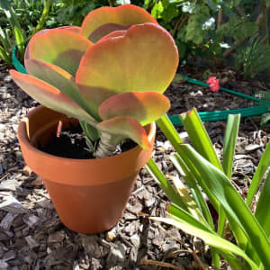 Succulent plant -kalanchoe thyrksiflora for sale