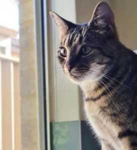 Simba - Perth Animal Rescue inc vet work cat/kitten