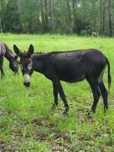 Young Jack Donkeys