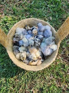 Pure bred silkie chicks for sale