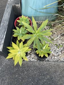 Healthy Agave Garden Plants In Pots x5