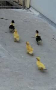 5 little ducklings 