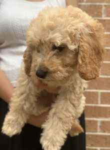 Cavoodle puppies last female available 