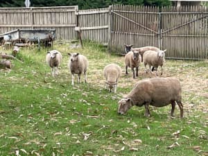 SMALL MOB OF SHEEP FOR SALE  (9)