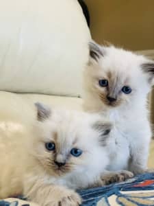 Purebred Ragdoll kittens 🐱