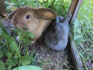 Free to loving home: adorable tame bunnies
