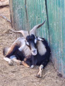 Goats and lamb