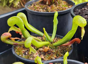Darlingtonia californica aka Cobra Plant - Carnivorous 