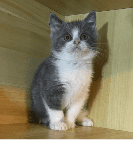 British shorthair/ Ragdoll kitten