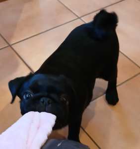 NEGOTIABLE One gorgeous little pug puppies