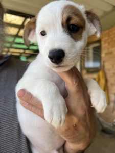 8 week old Male Pure Breed Jack Russell