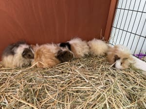 Purebred texel guinea pigs