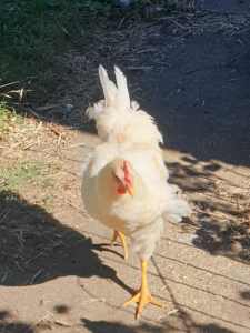 Young Rooster - Free to Good Home