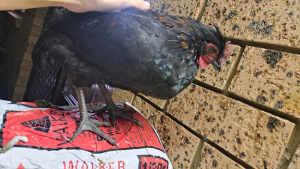 Free Young Rooster Indentifies as a Hen. Bellbowrie 4070