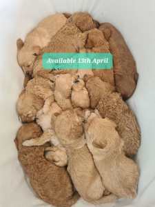 F1b Mini Groodle puppies, DNA clear parents, hip & elbow scored 