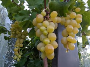 Grapes Italian Muscat for sale 