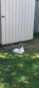 A pair of one year old Rabbits - waiting for pick up in friday